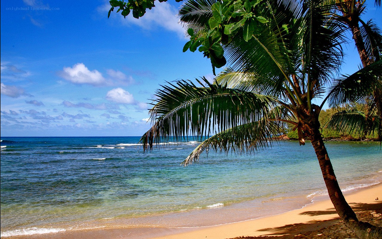Palm tree on tropical beach