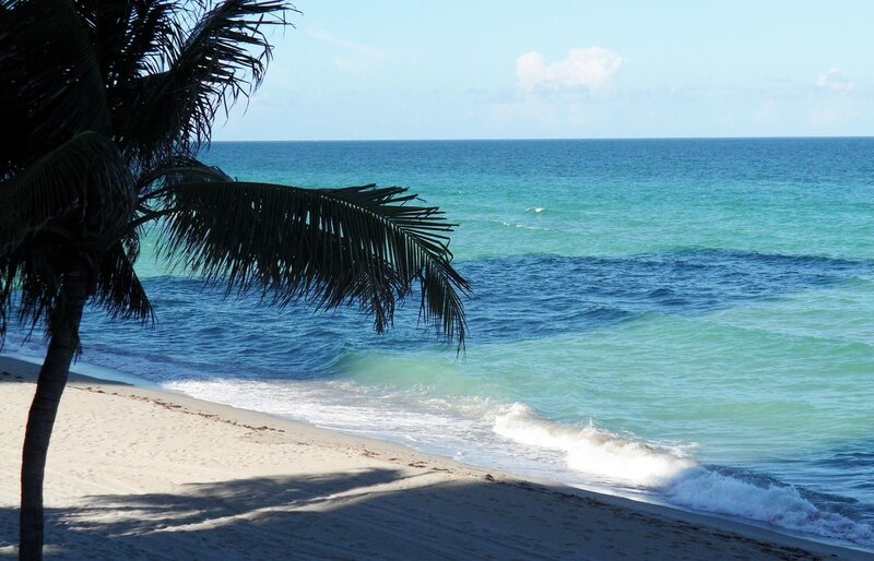 Palm tree on tropical beach