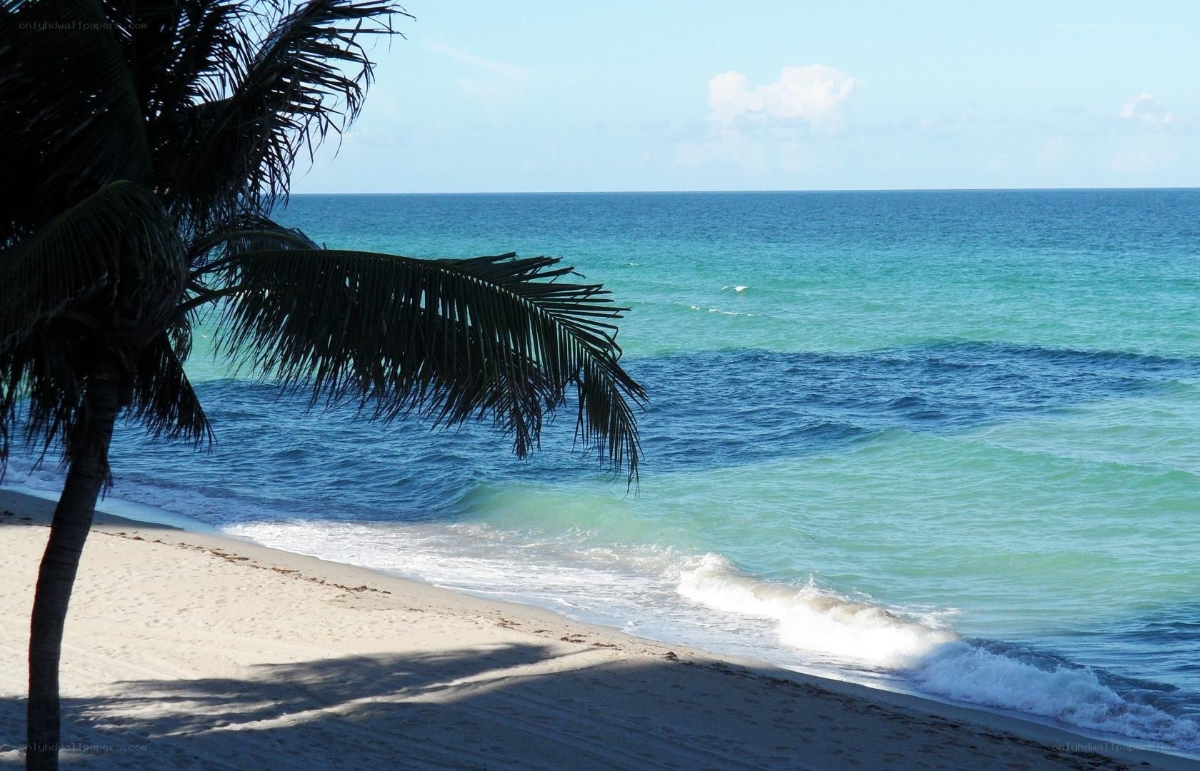 Palm tree on tropical beach