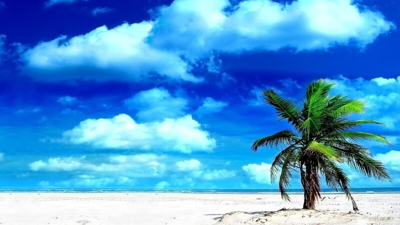 Palm tree on tropical beach