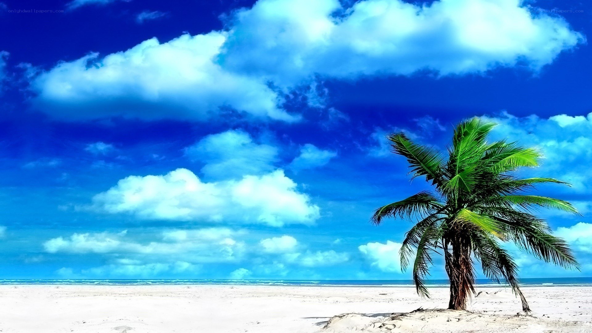 Palm tree on tropical beach