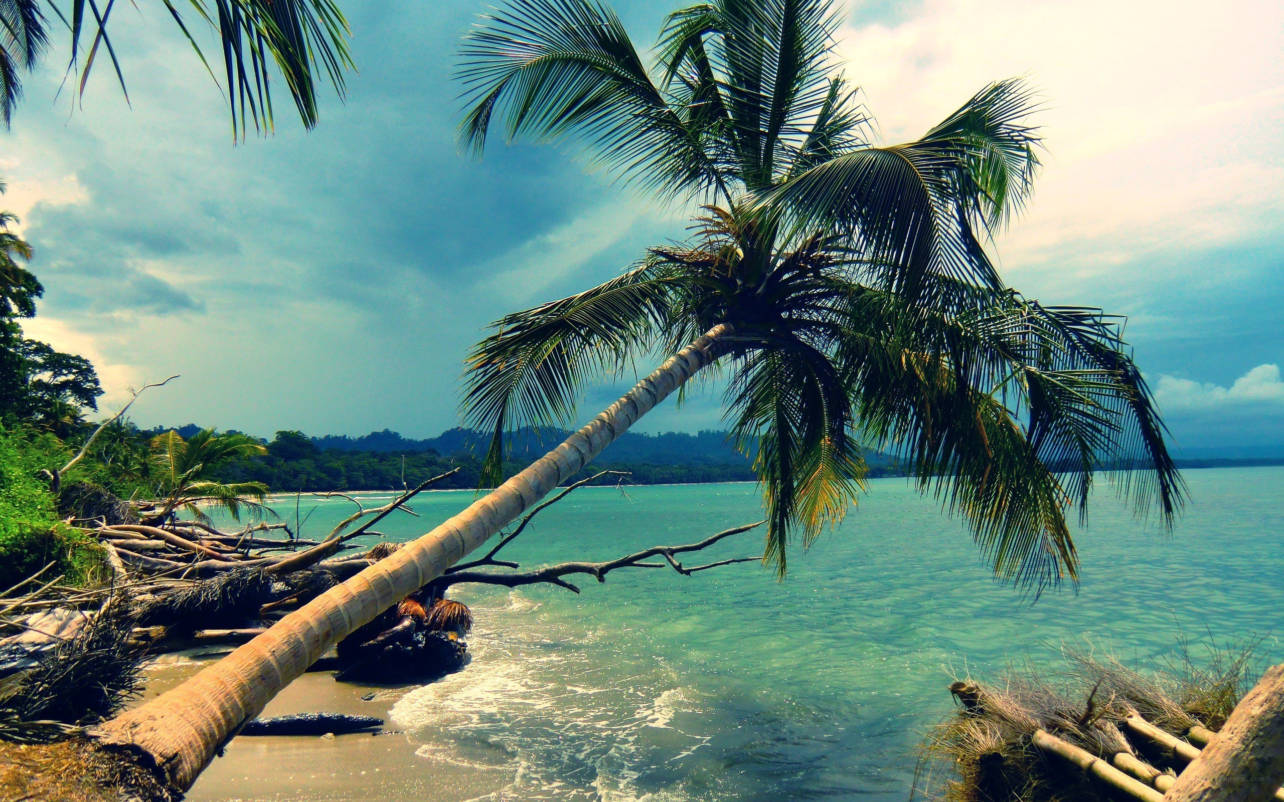 Palm tree on tropical beach