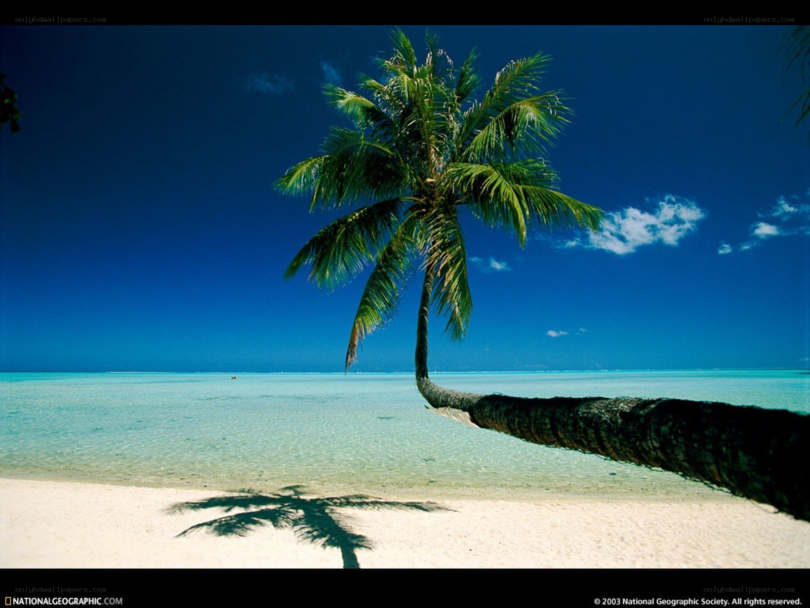 Palm tree on tropical beach