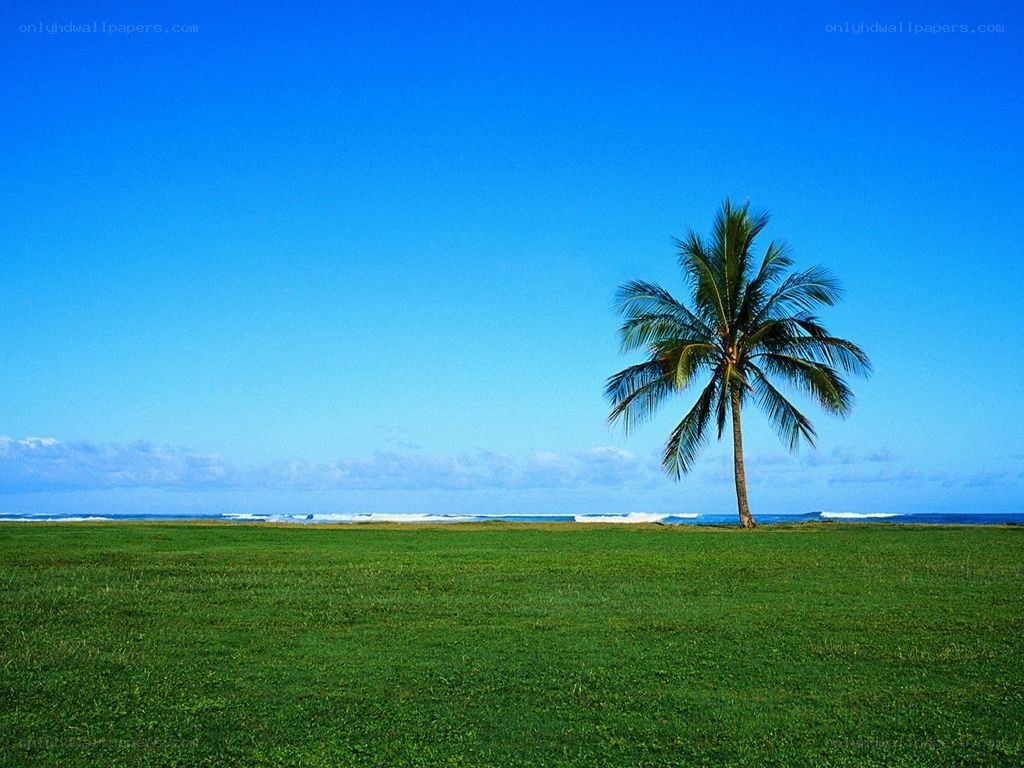 Palm tree on tropical beach