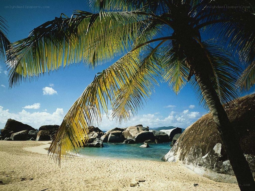 Palm tree on tropical beach