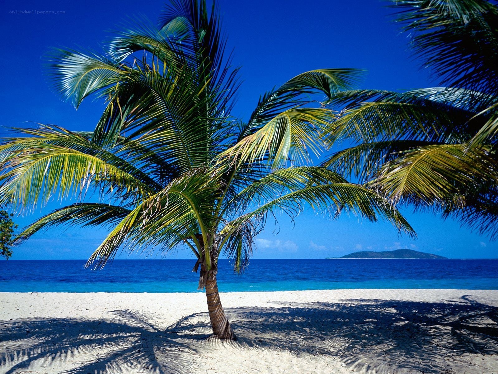 Palm tree on tropical beach