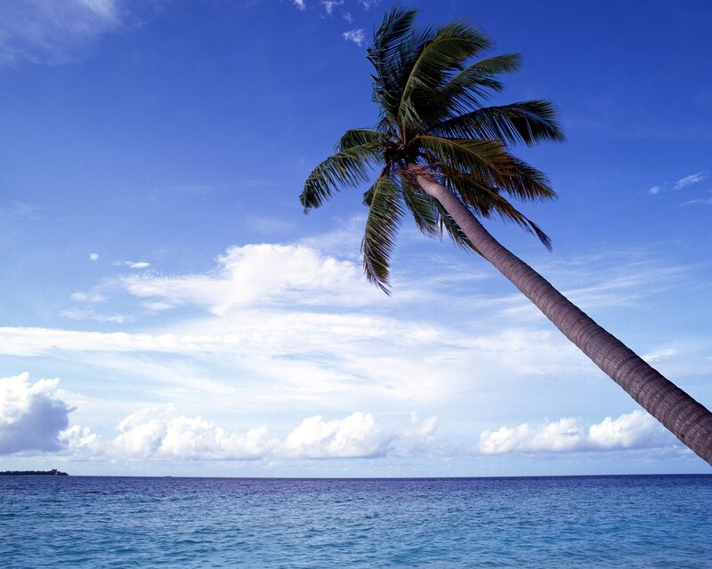 Palm tree on tropical beach