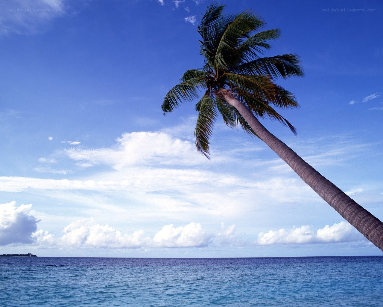 Palm tree on tropical beach