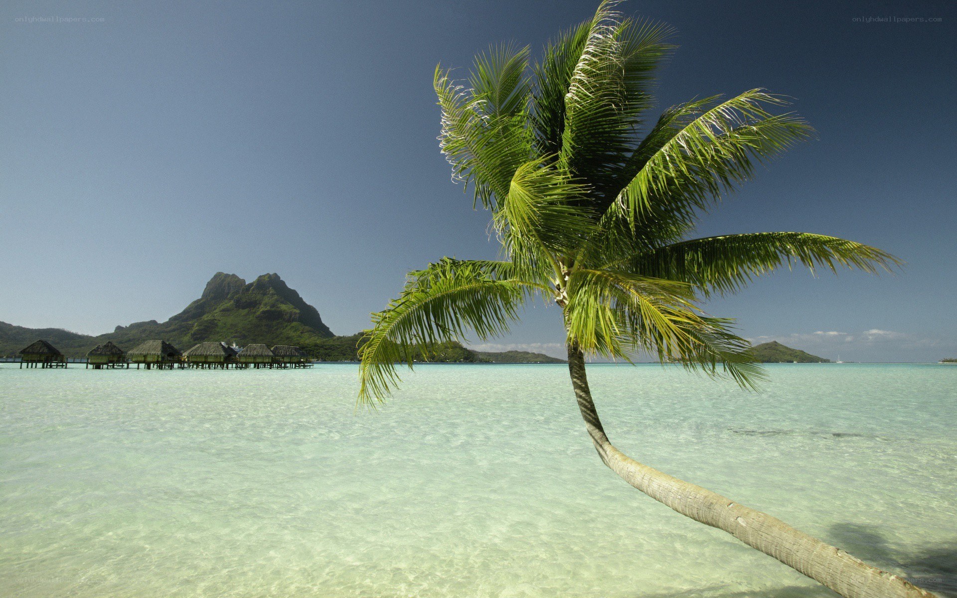 Palm tree on tropical beach