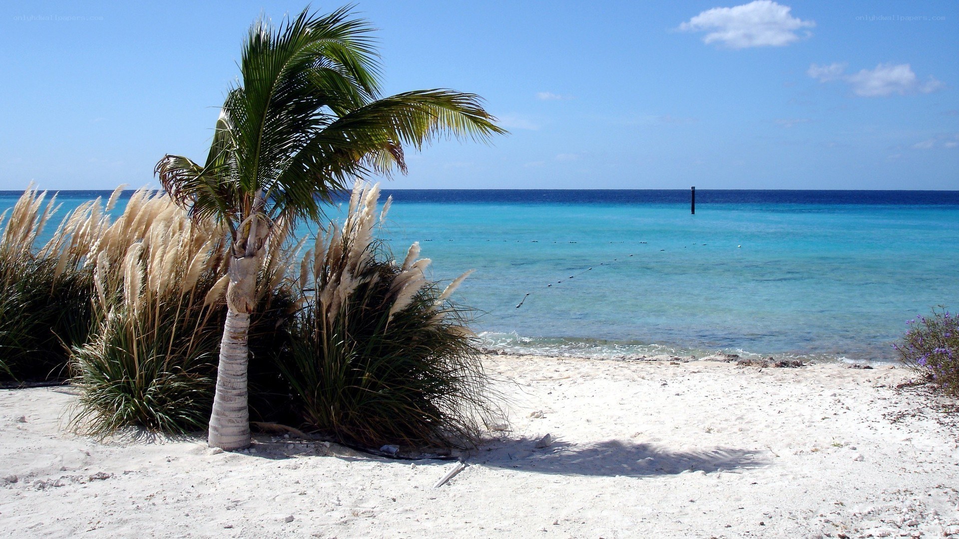 Palm tree on tropical beach