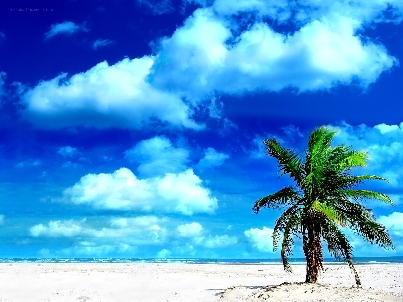 Palm tree on tropical beach