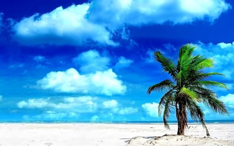 Palm tree on tropical beach