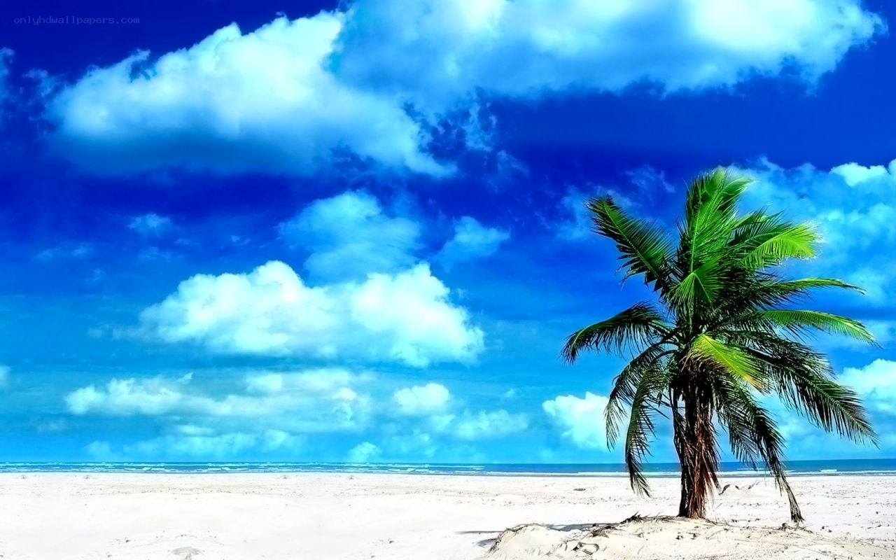 Palm tree on tropical beach