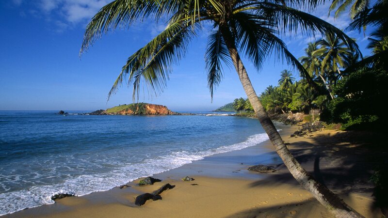 Palm tree on tropical beach