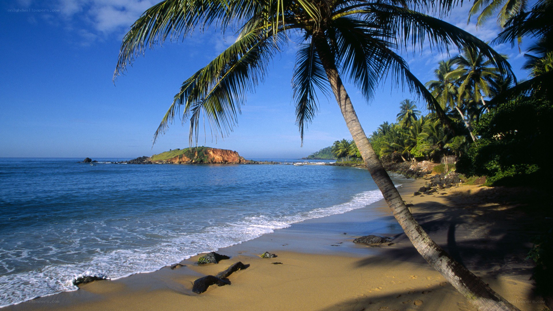 Palm tree on tropical beach