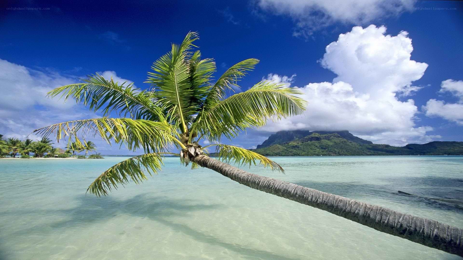 Palm tree on tropical beach