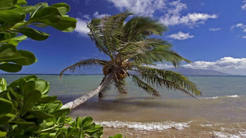 Palm tree on tropical beach