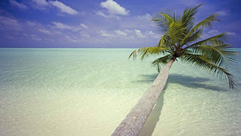 Palm tree on tropical beach