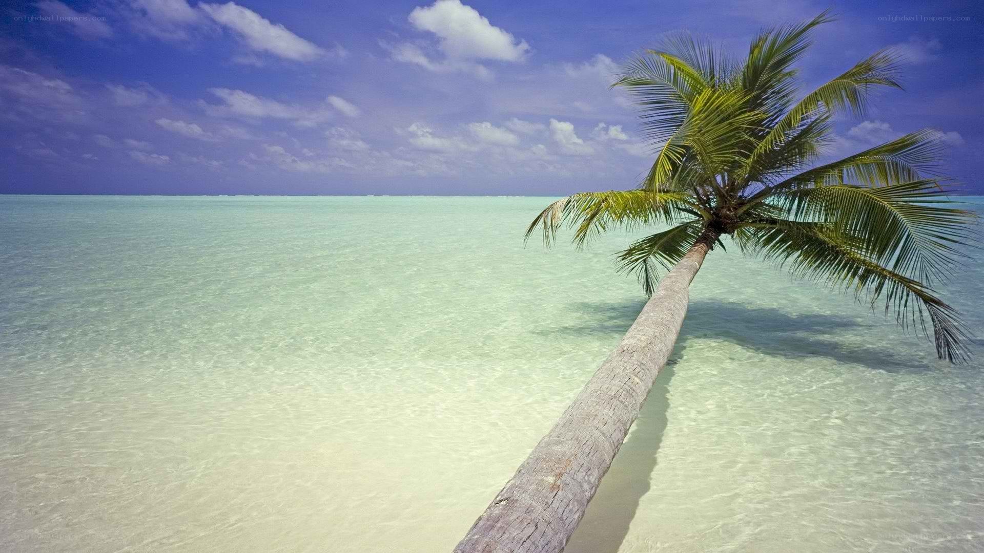 Palm tree on tropical beach