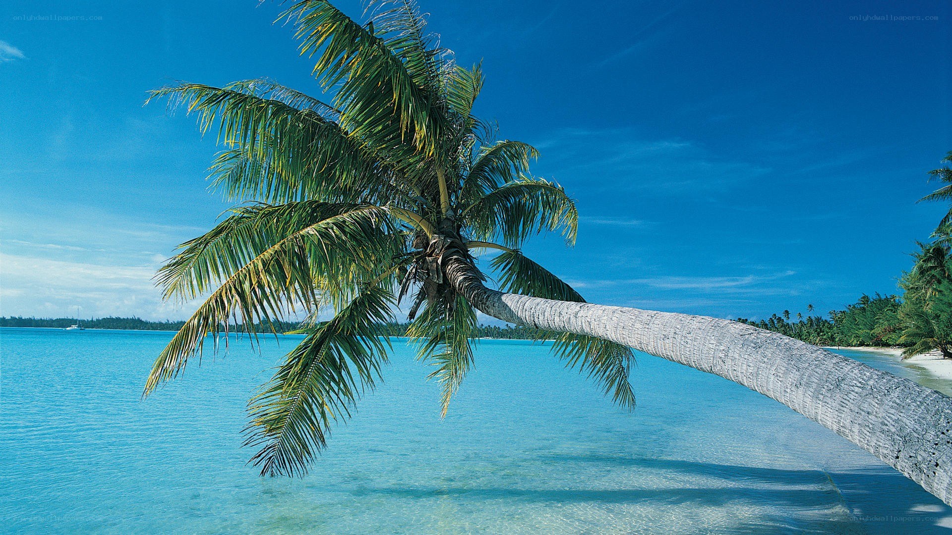 Palm tree on tropical beach