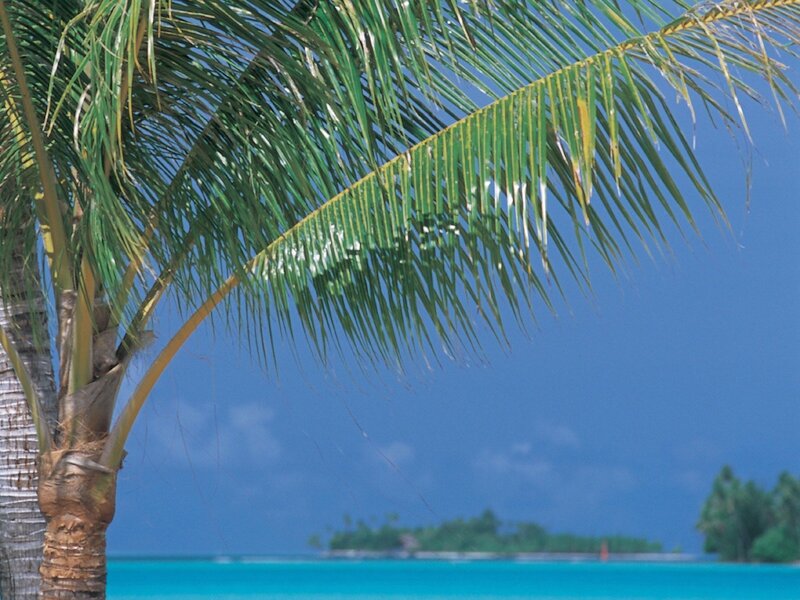 Palm tree on tropical beach