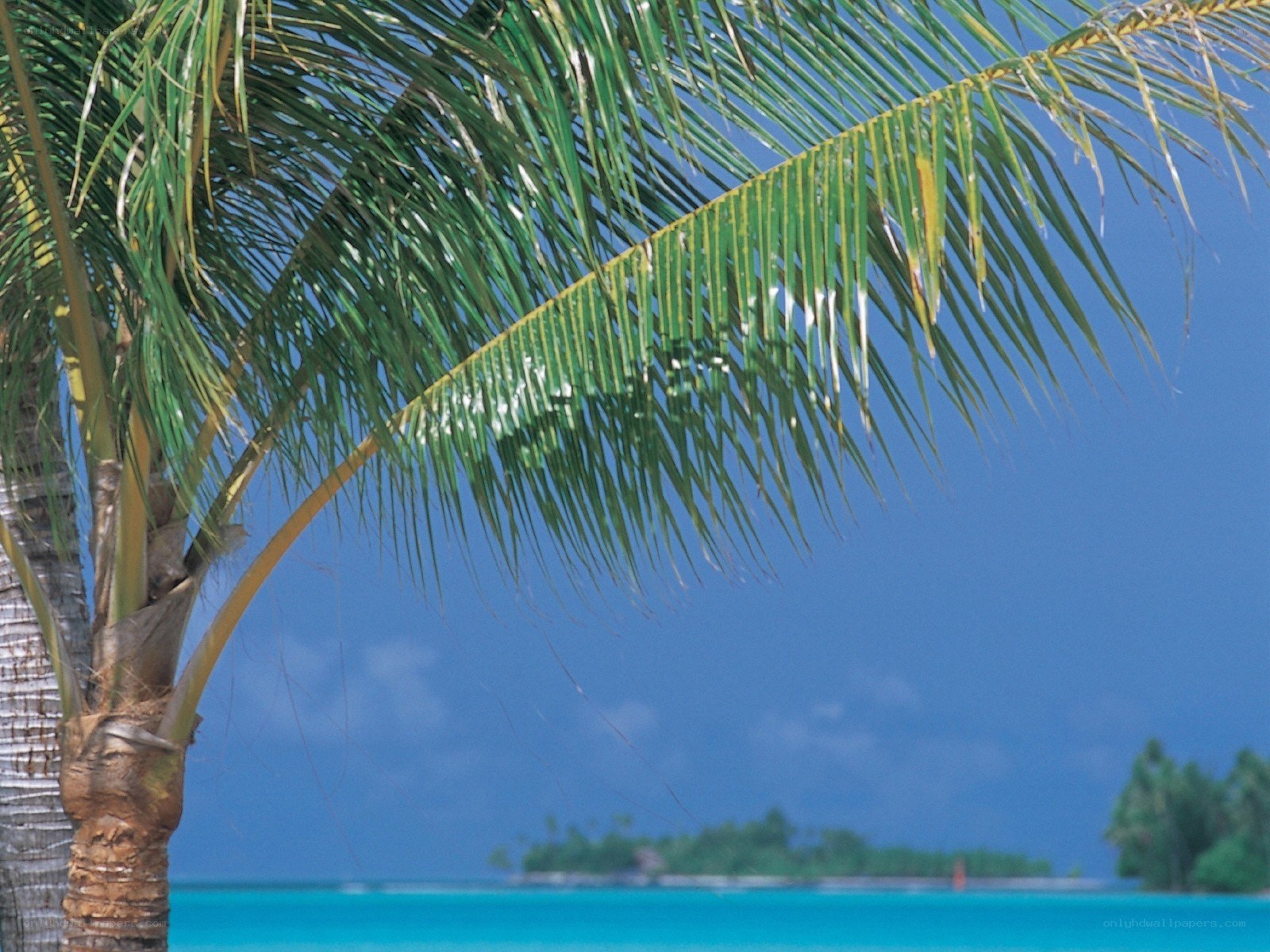 Palm tree on tropical beach