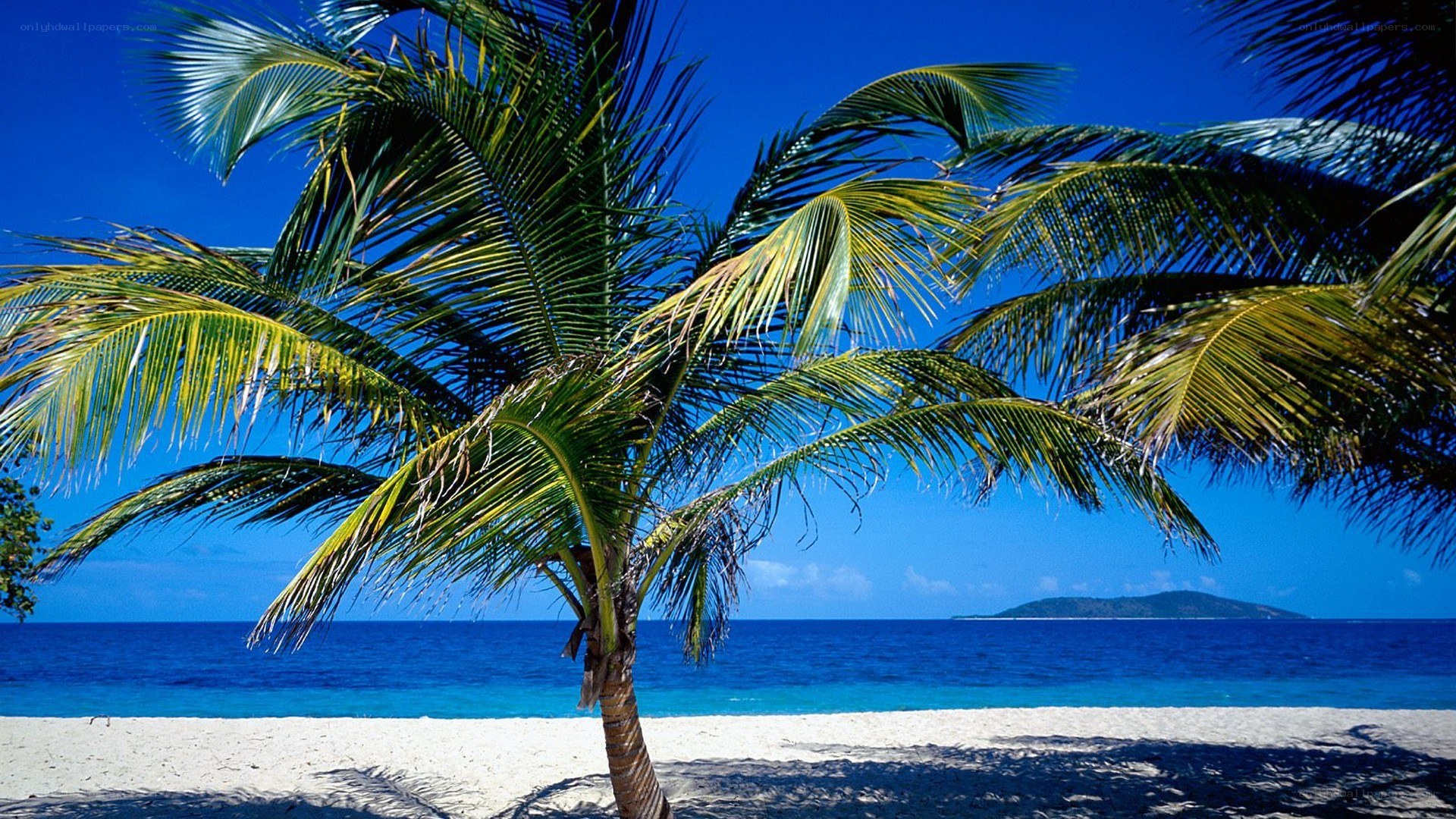Palm tree on tropical beach