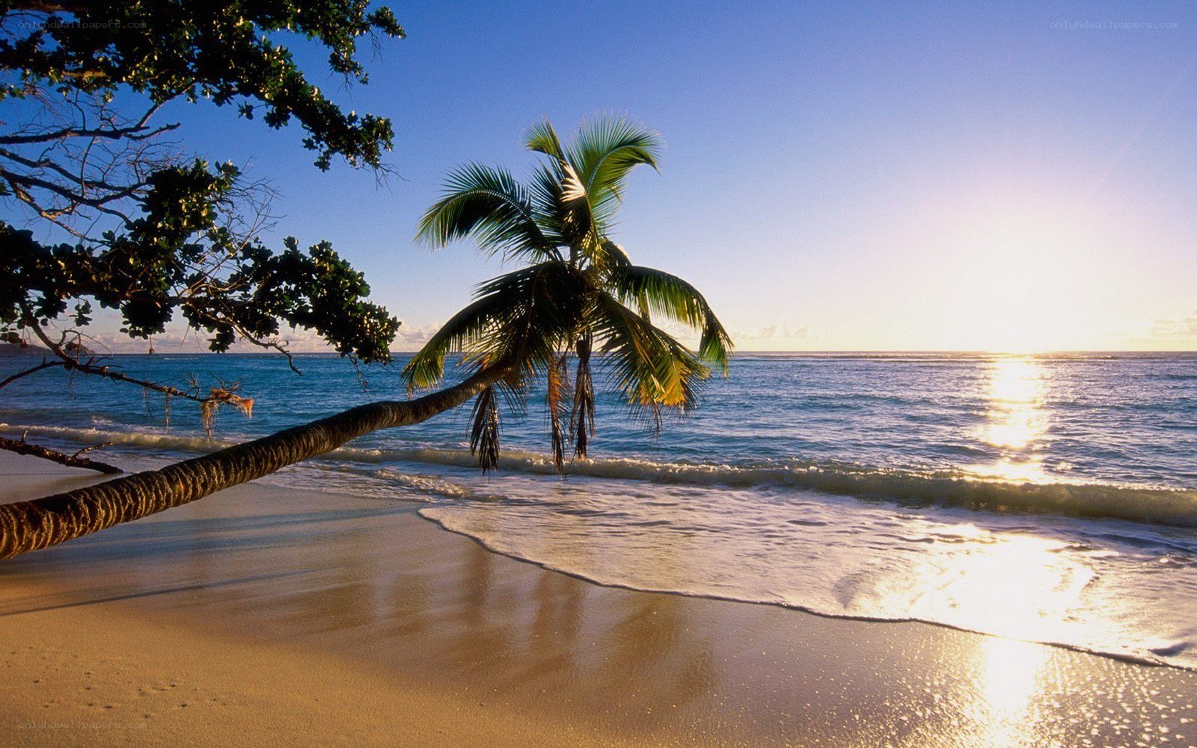 Palm tree on tropical beach