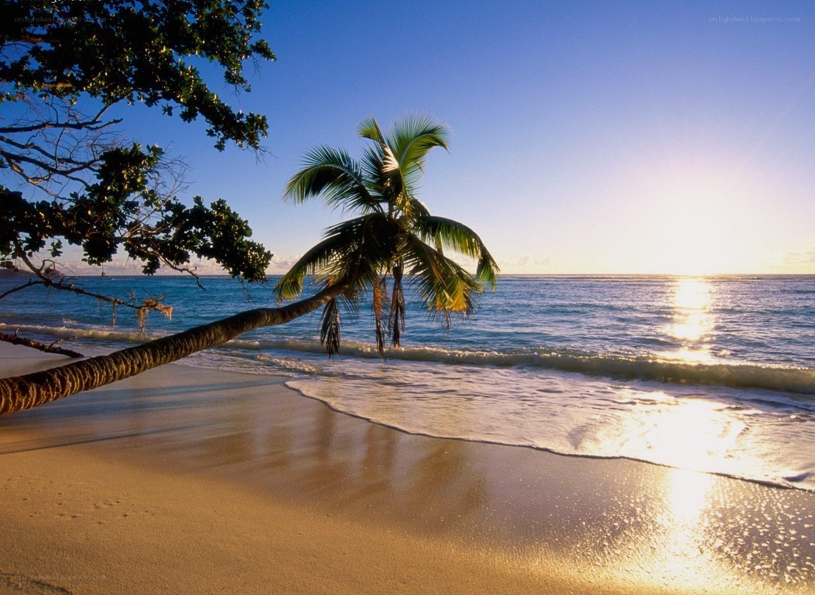 Palm tree on tropical beach