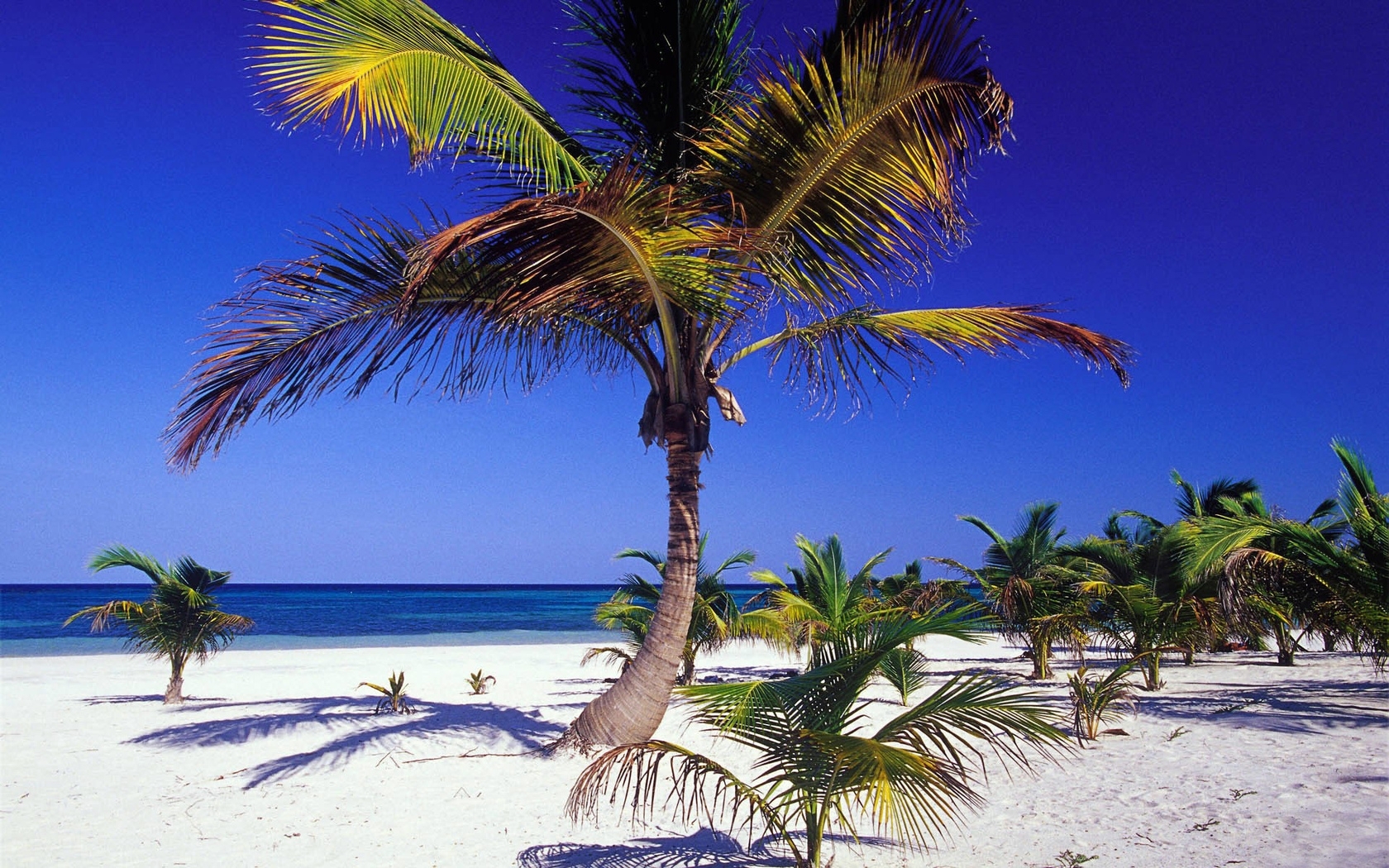 Palm tree on tropical beach