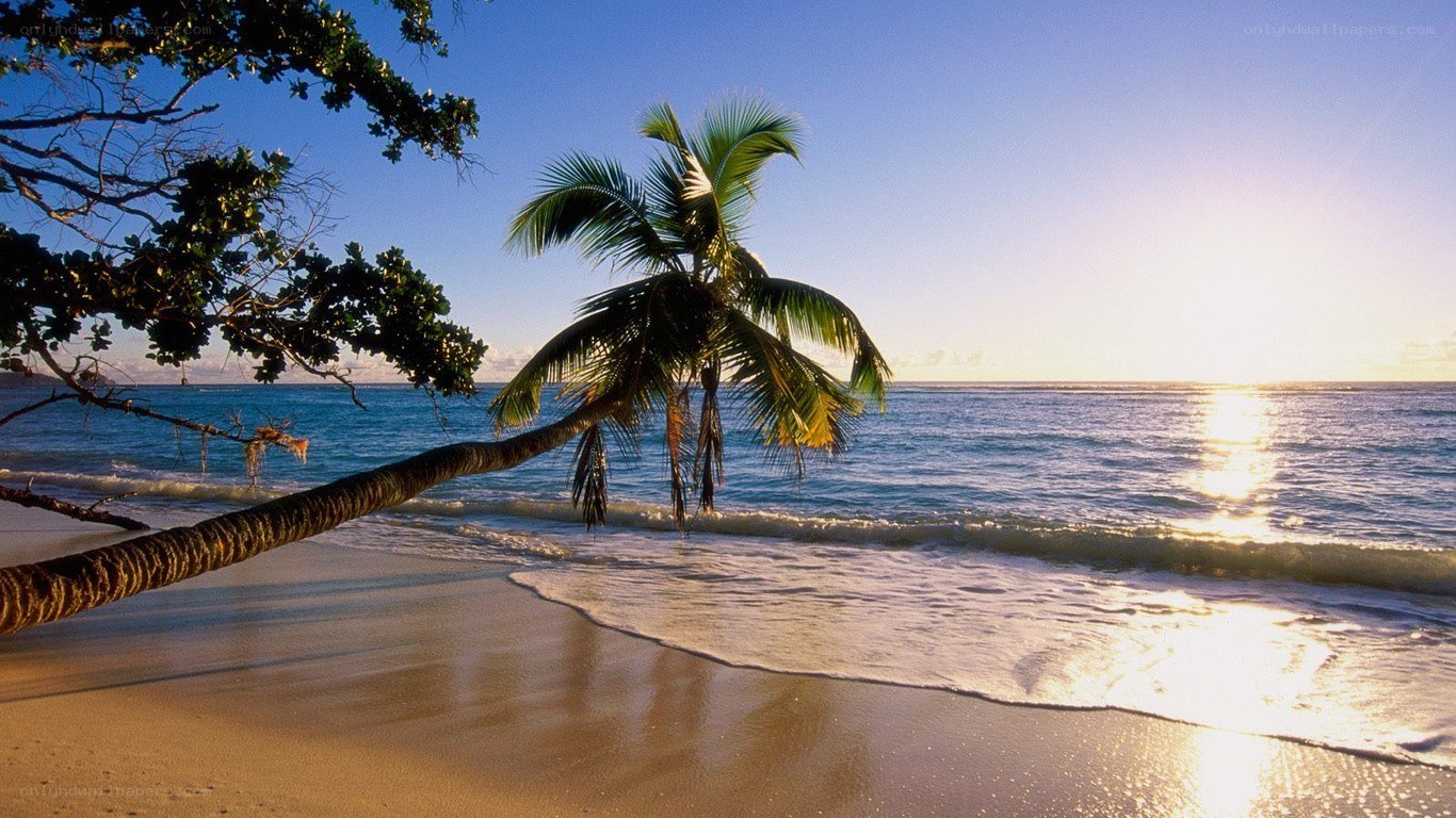 Palm tree on tropical beach