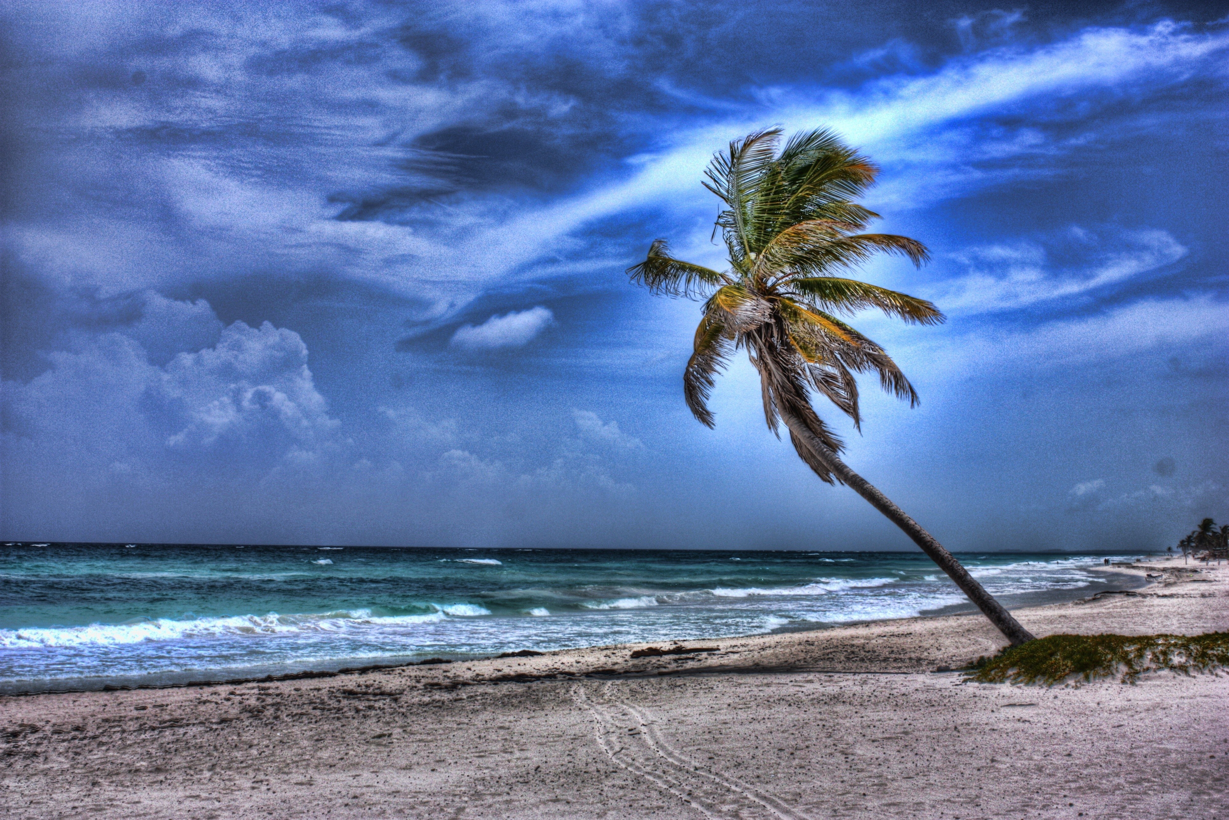 Palm tree on tropical beach