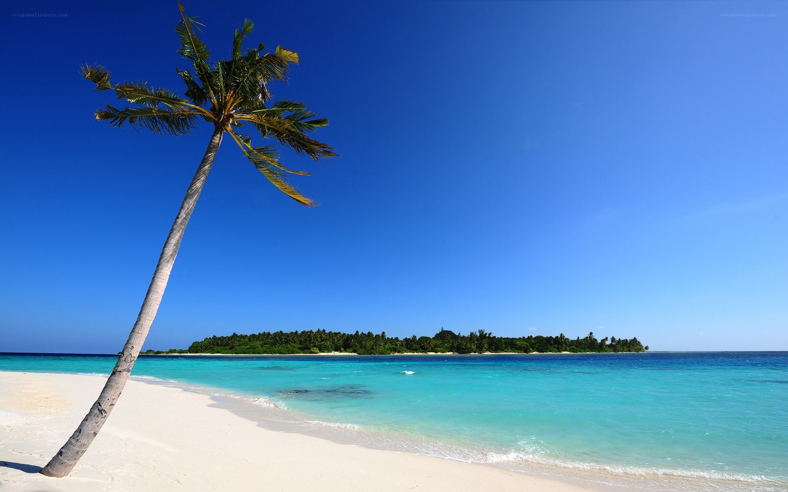 Palm tree on tropical beach