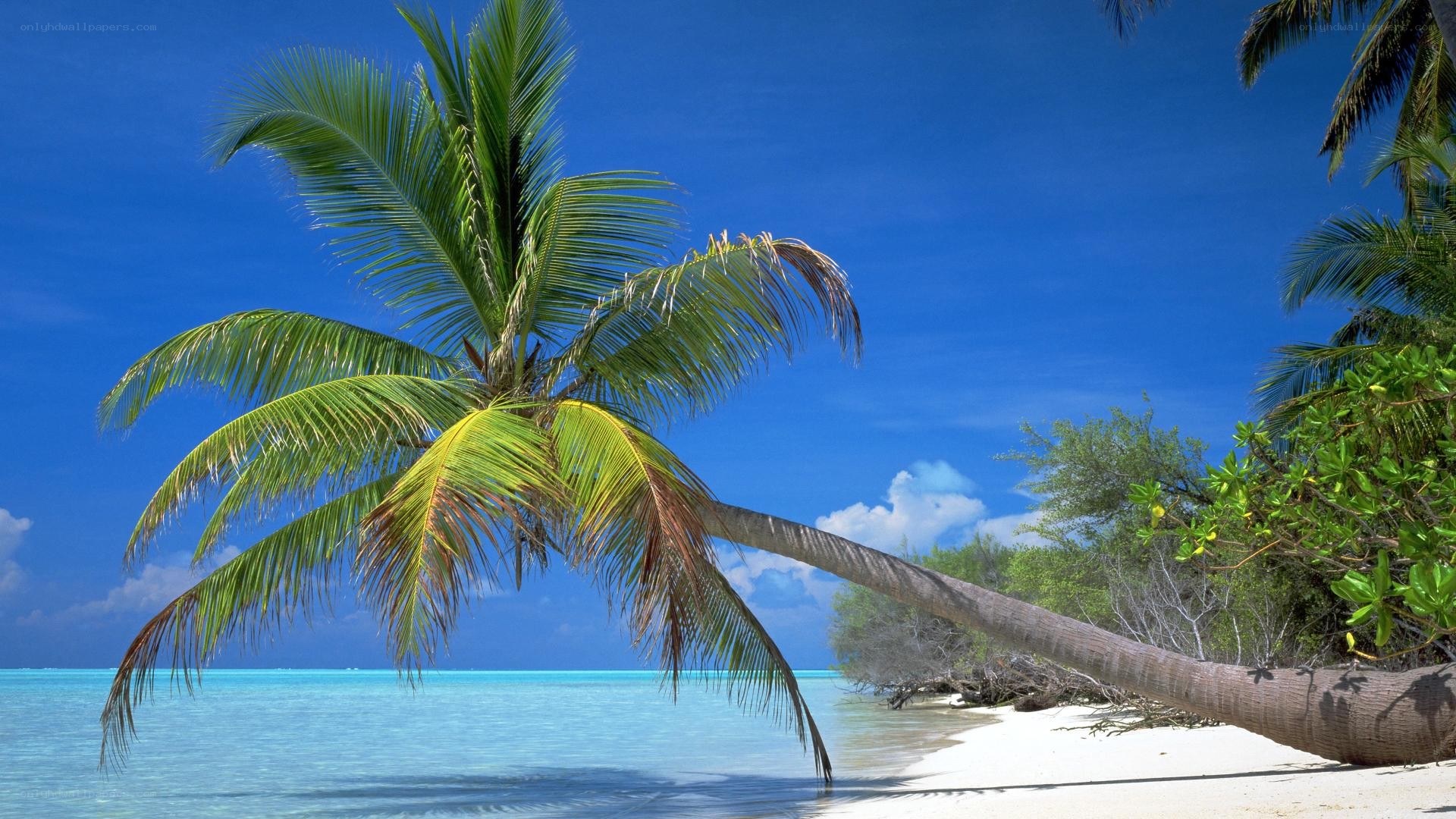 Palm tree on tropical beach