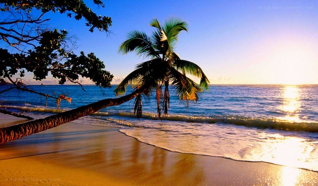 Palm tree on tropical beach