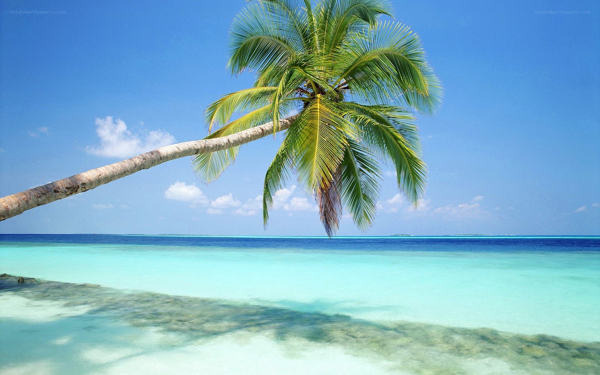 Palm tree on tropical beach