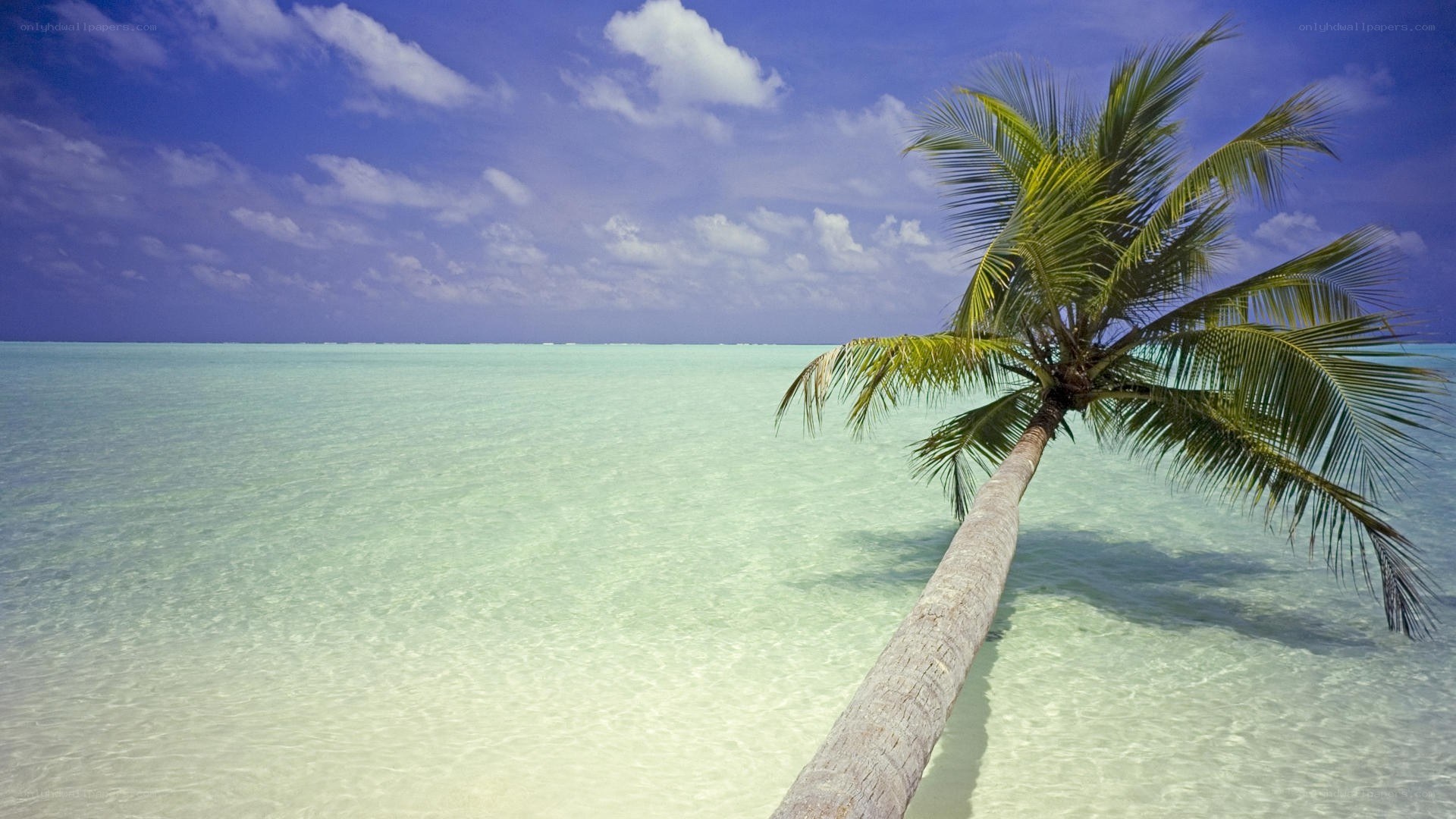 Palm tree on tropical beach