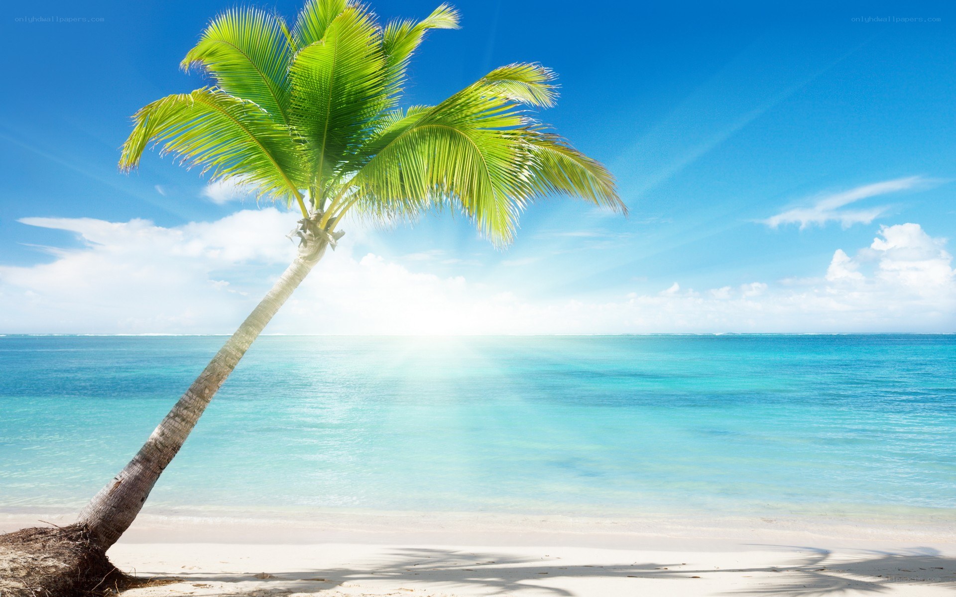 Palm tree on tropical beach