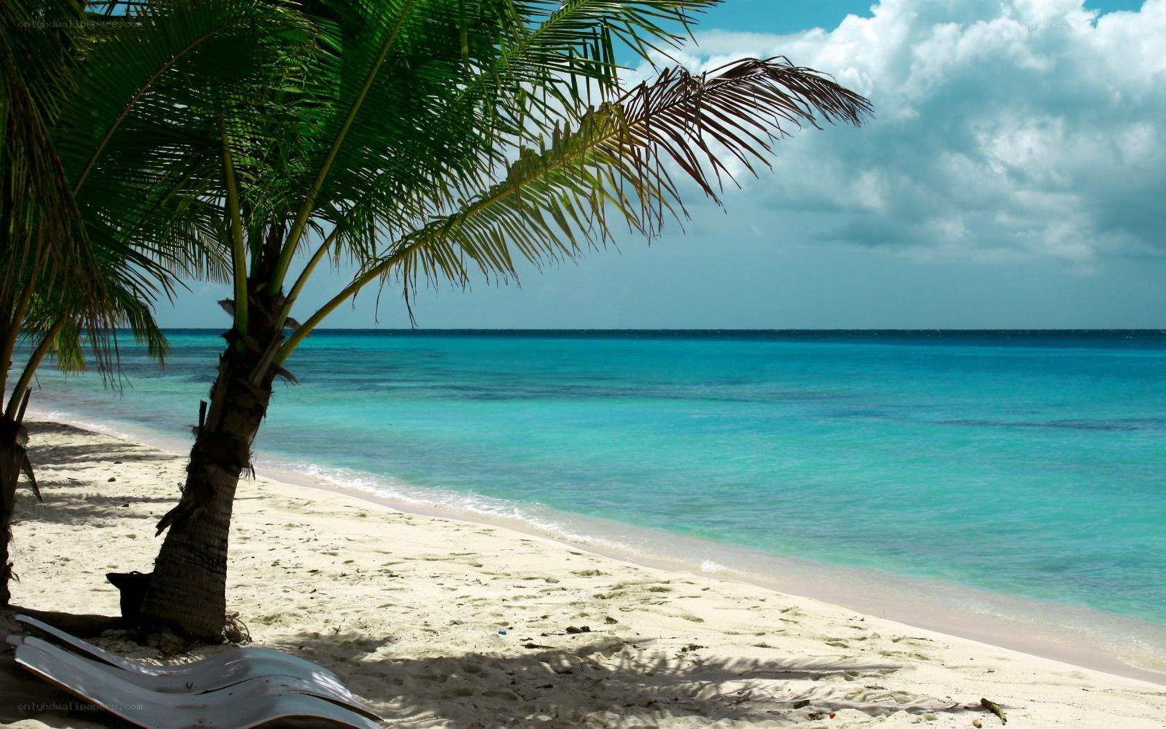 Palm tree on tropical beach