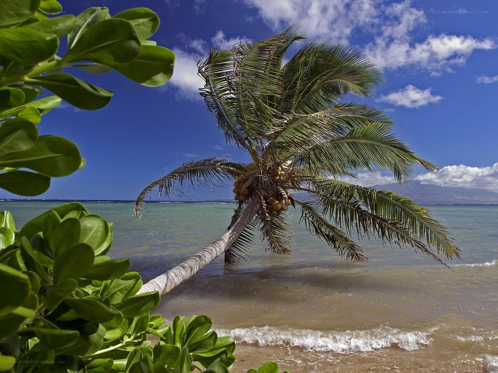 Palm tree on tropical beach