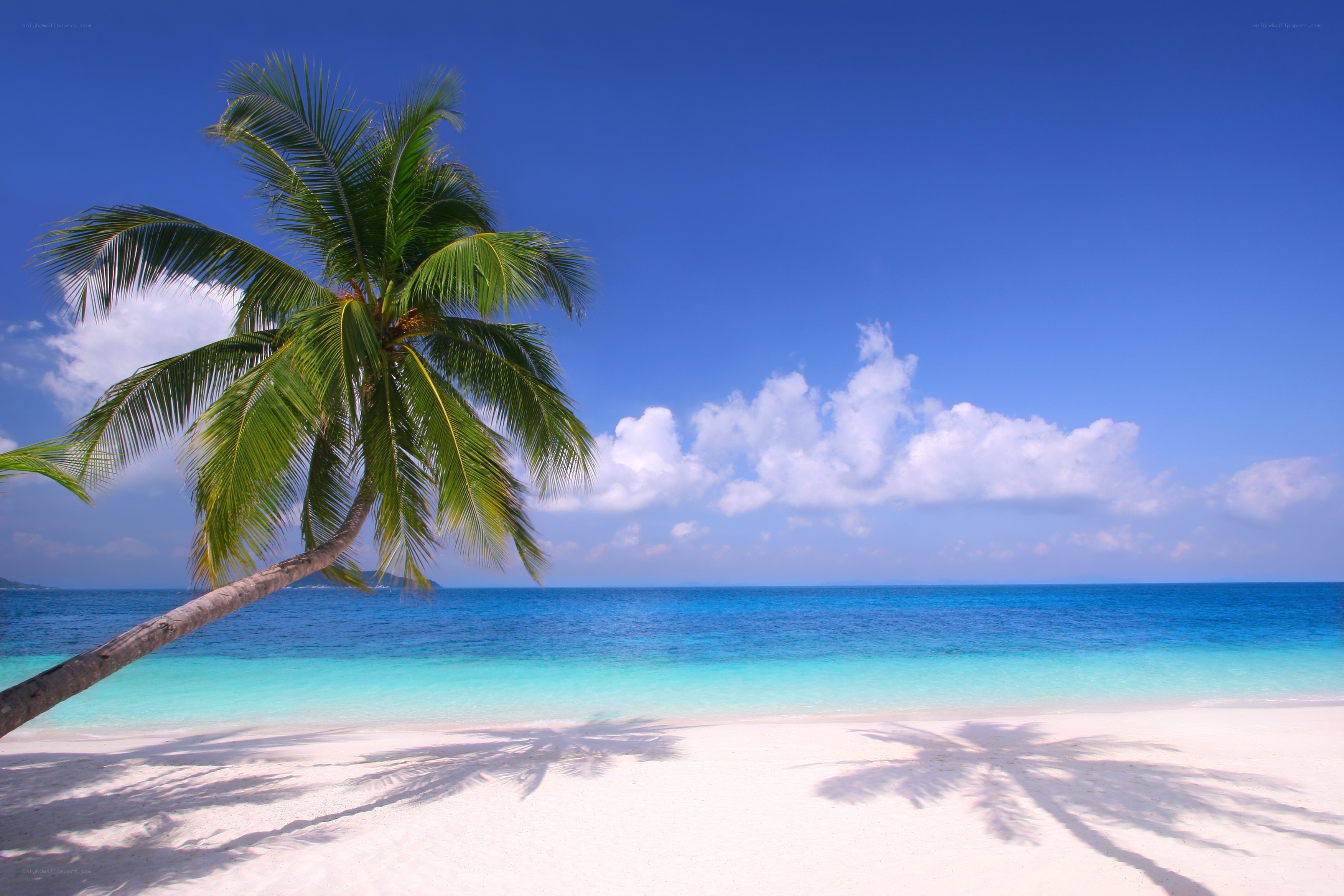 Palm tree on tropical beach