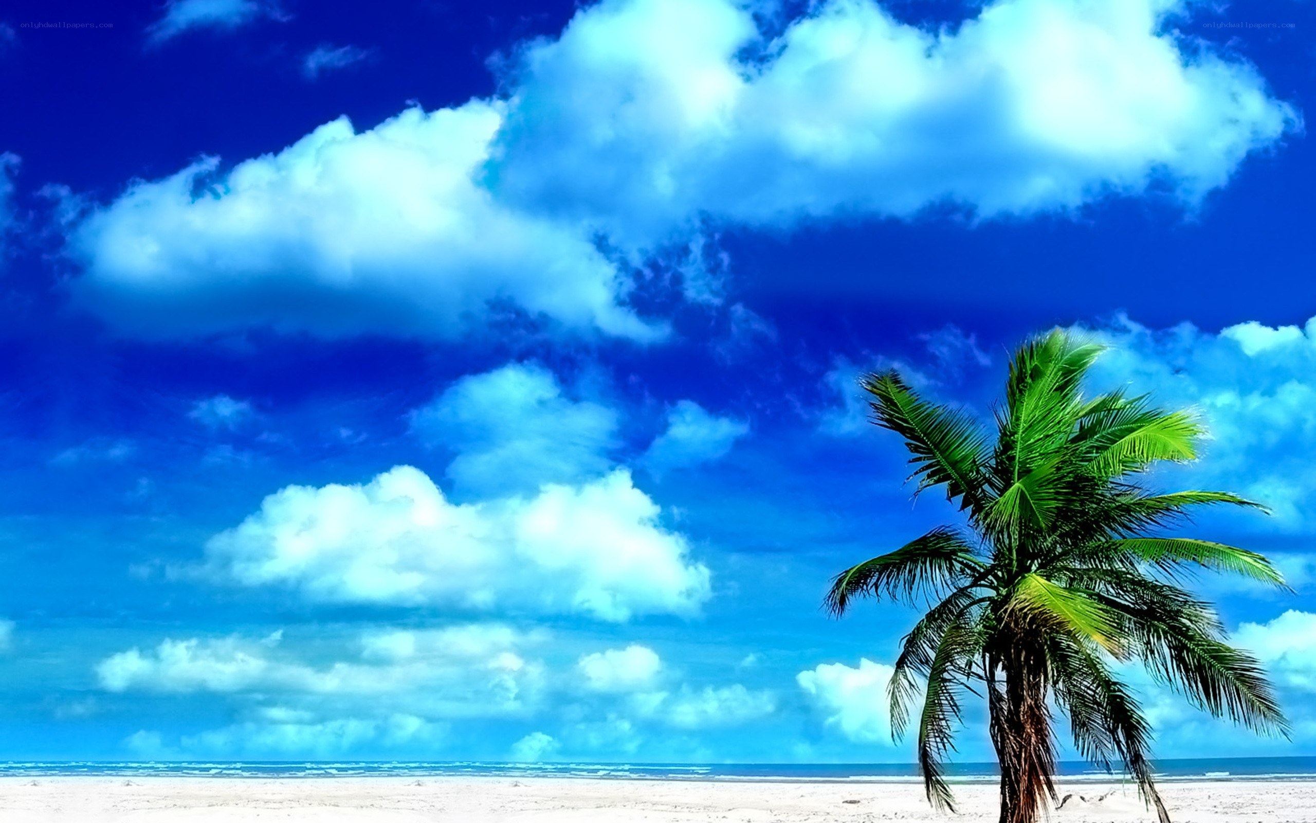 Palm tree on tropical beach