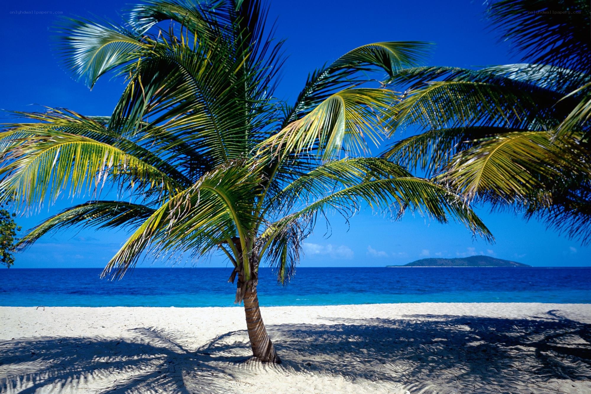 Palm tree on tropical beach