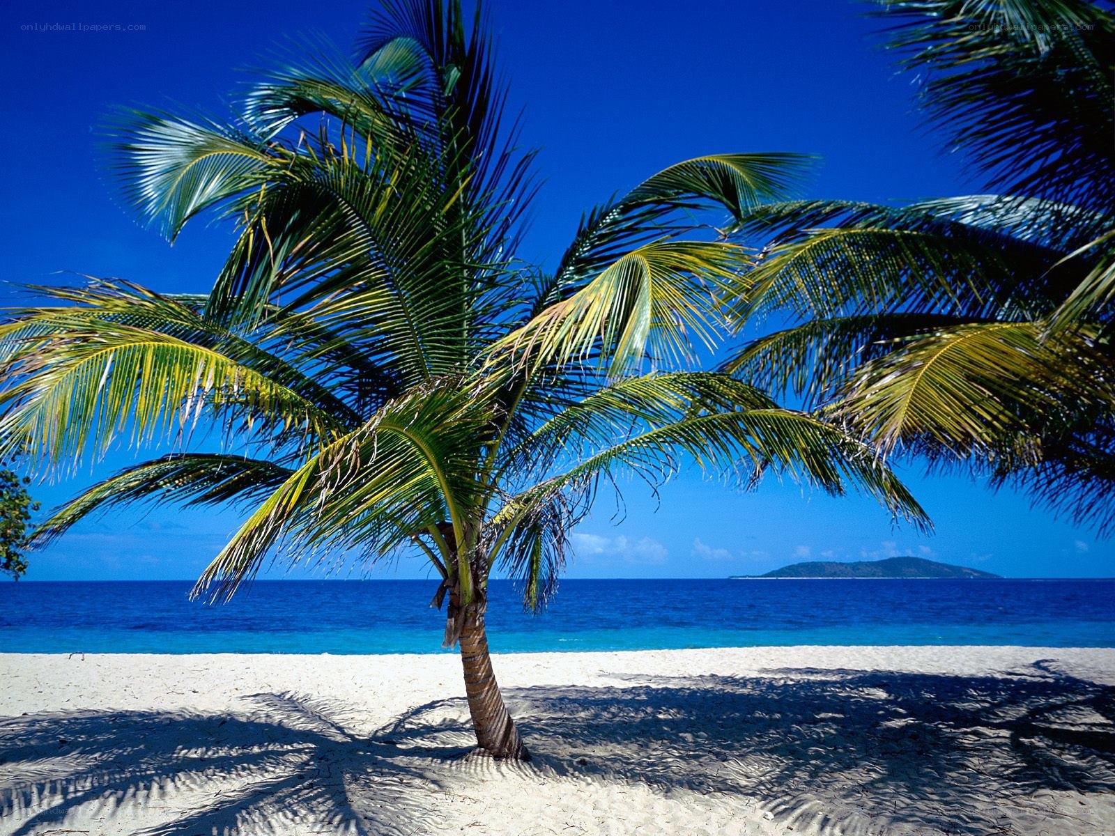 Palm tree on tropical beach