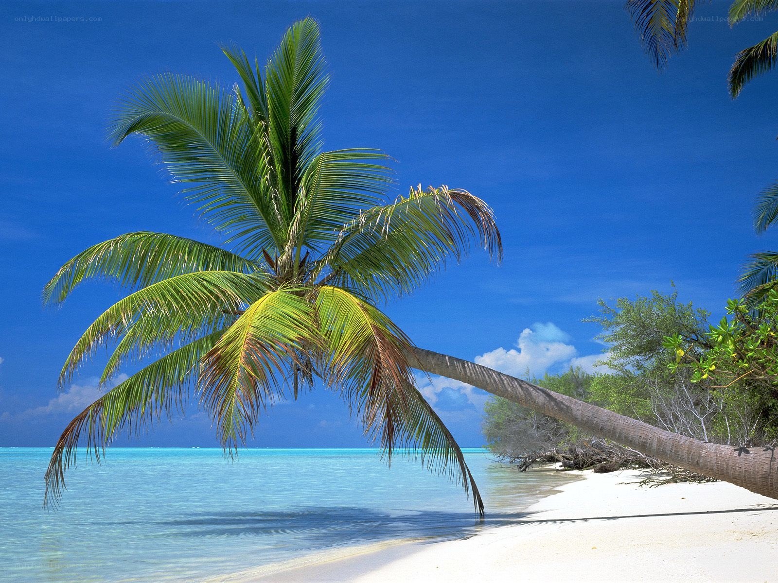 Palm tree on tropical beach