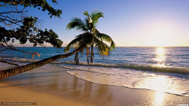 Palm tree on tropical beach