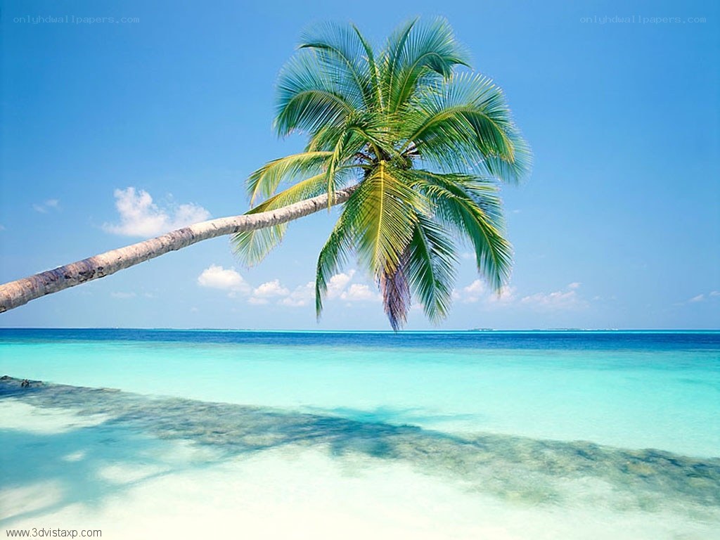 Palm tree on tropical beach