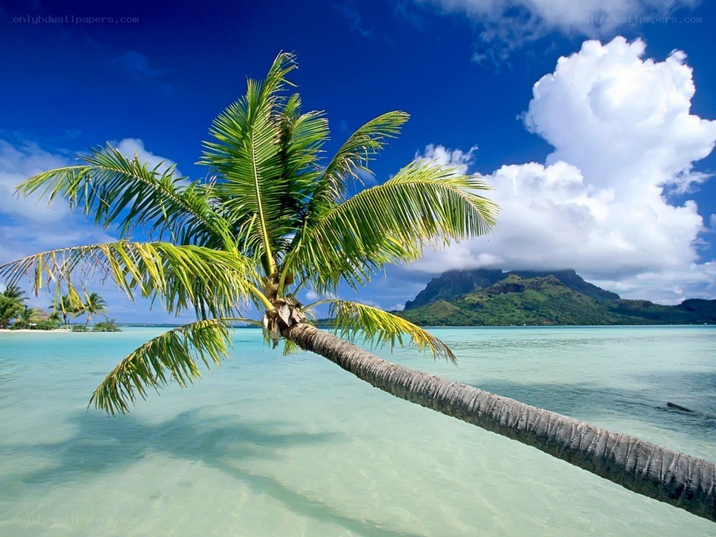 Palm tree on tropical beach