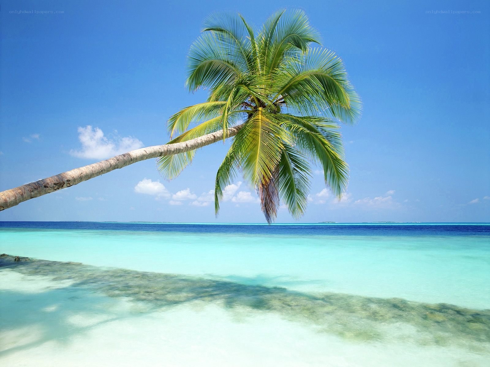Palm tree on tropical beach
