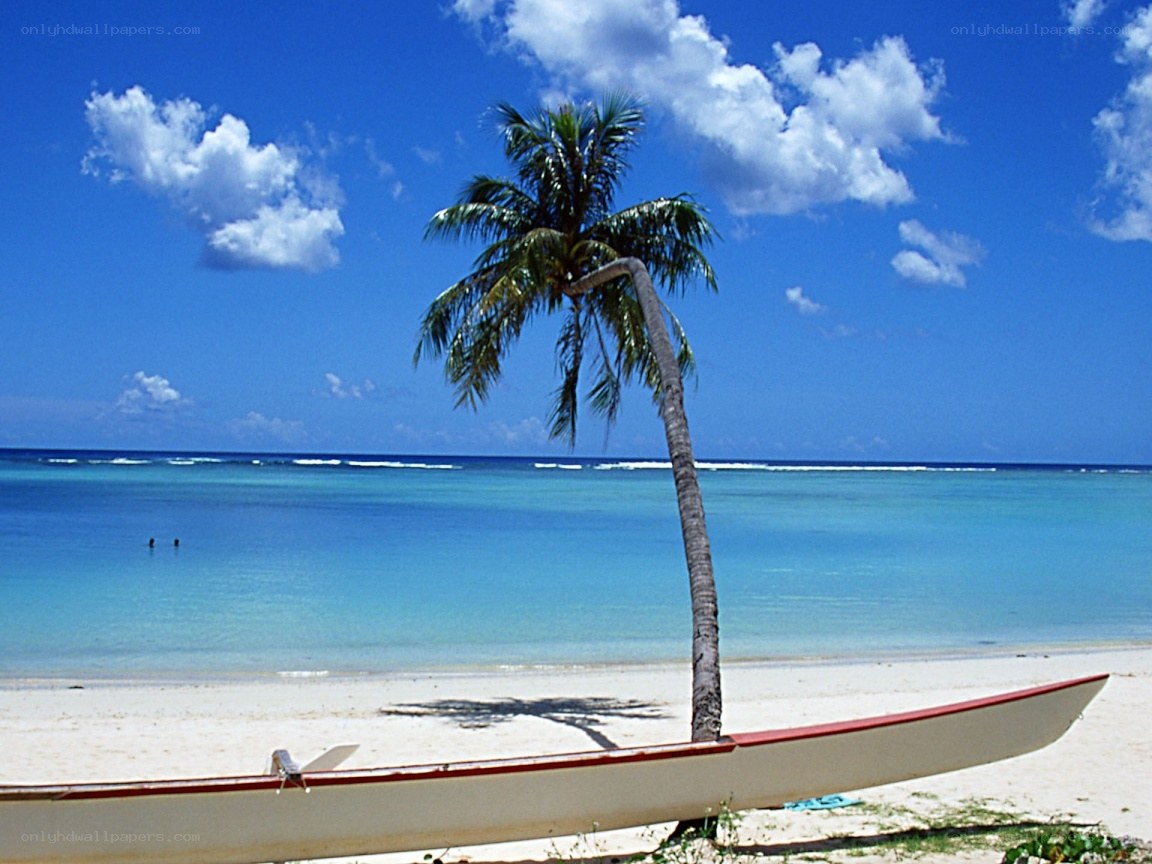 Palm tree on tropical beach